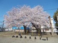 満開の桜