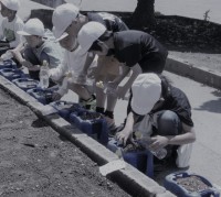 鉢にまきます