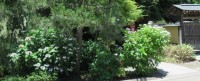 鎌倉に映える「あじさい」