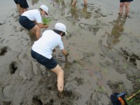 裸足で田んぼに入り植えます