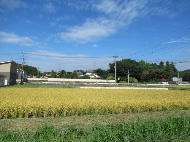 美しい秋の田んぼ