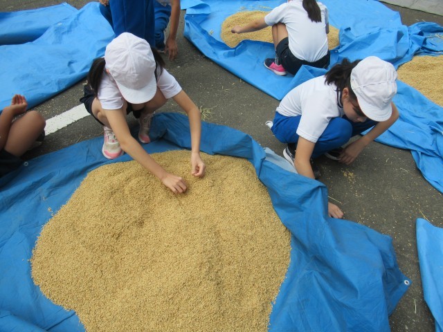 籾付き米を広げてゴミを取ります