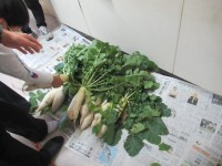 大根がたくさんとれました