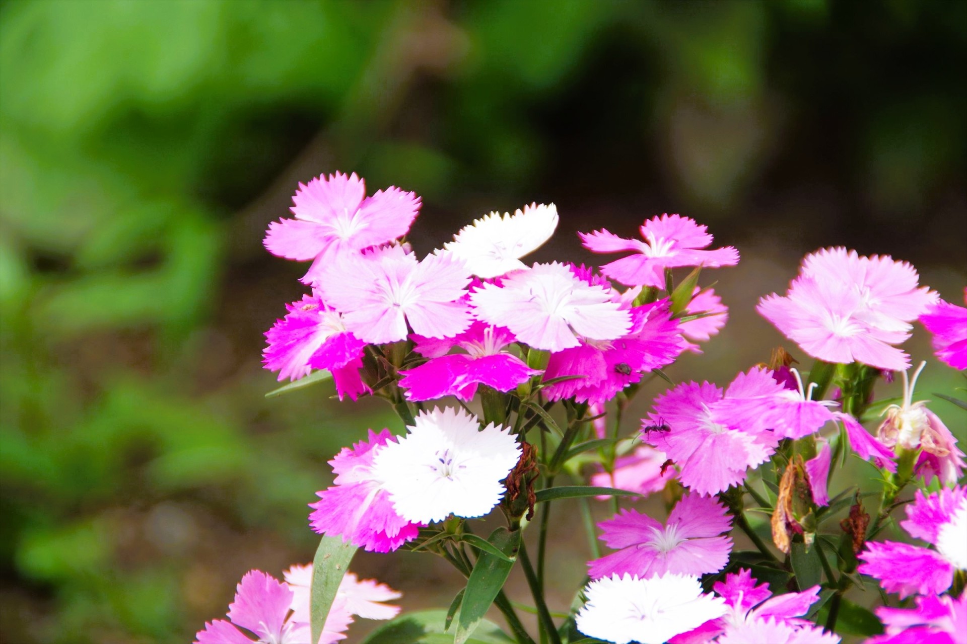 K70_9663_r.JPG